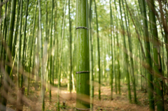 威風堂々