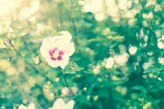 One summer day
