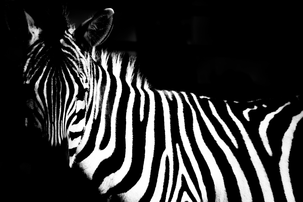 monochrome Zebra