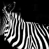 monochrome Zebra