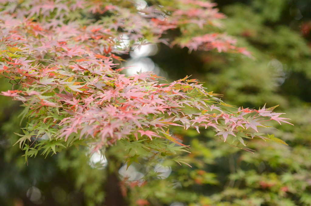 紅葉