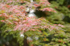 紅葉