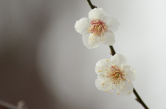 梅_2