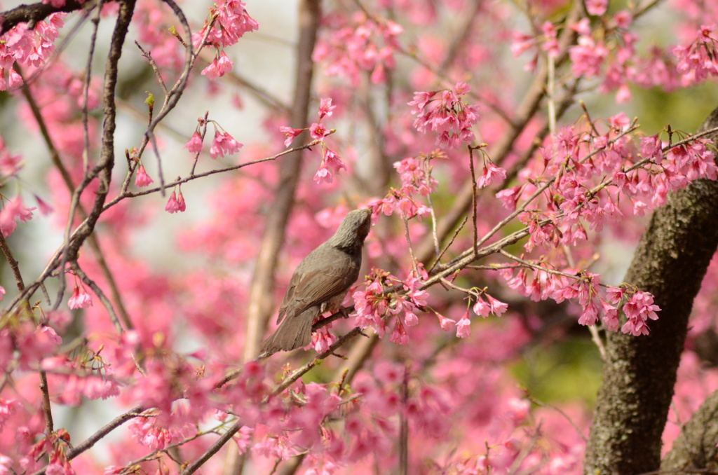 ヒヨドリと寒緋桜_2