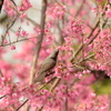 ヒヨドリと寒緋桜_2