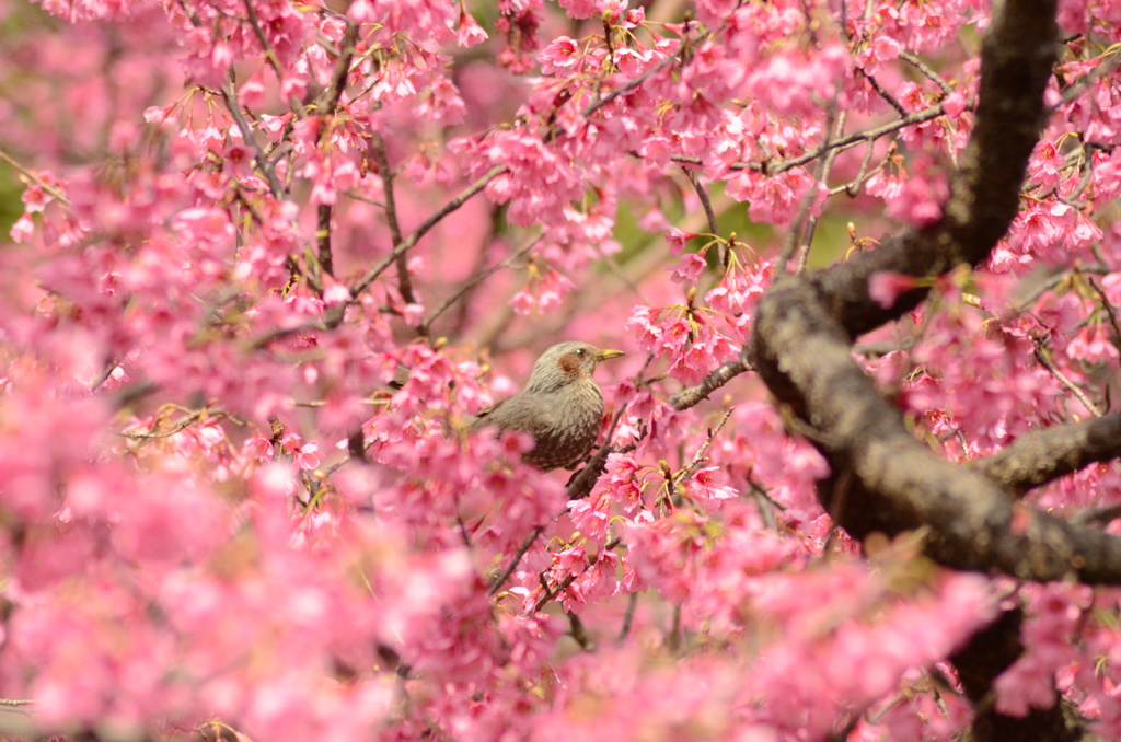 ヒヨドリと寒緋桜_1