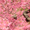 ヒヨドリと寒緋桜_1