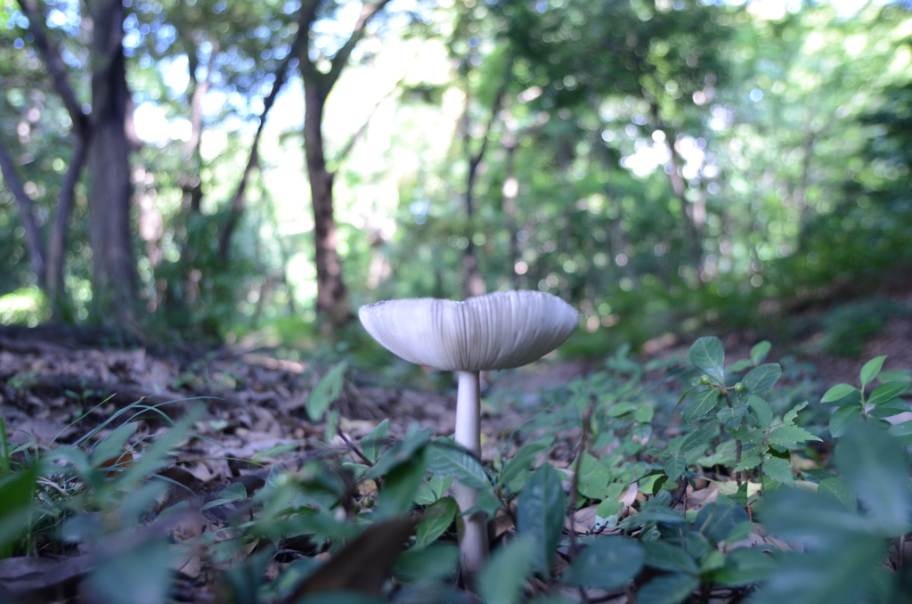 きのこ視点