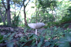 きのこ視点