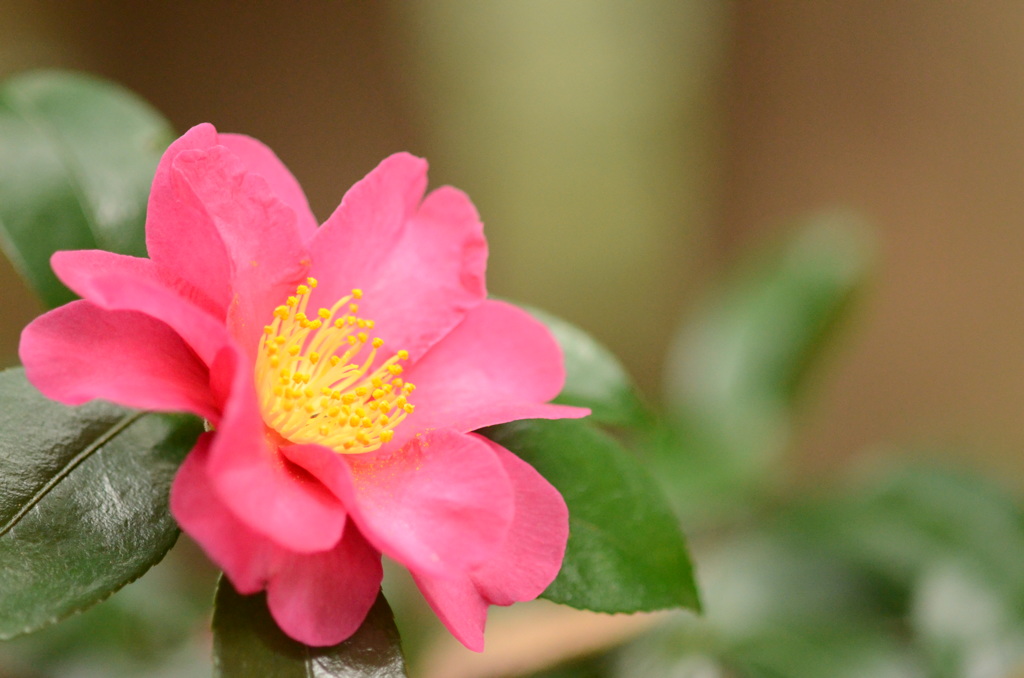 山茶花2