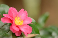 山茶花2