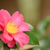 山茶花2