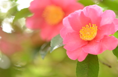 山茶花1