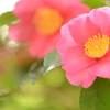 山茶花1