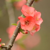 梅