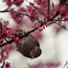 ヒヨドリと寒緋桜_3