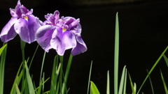 P6090614