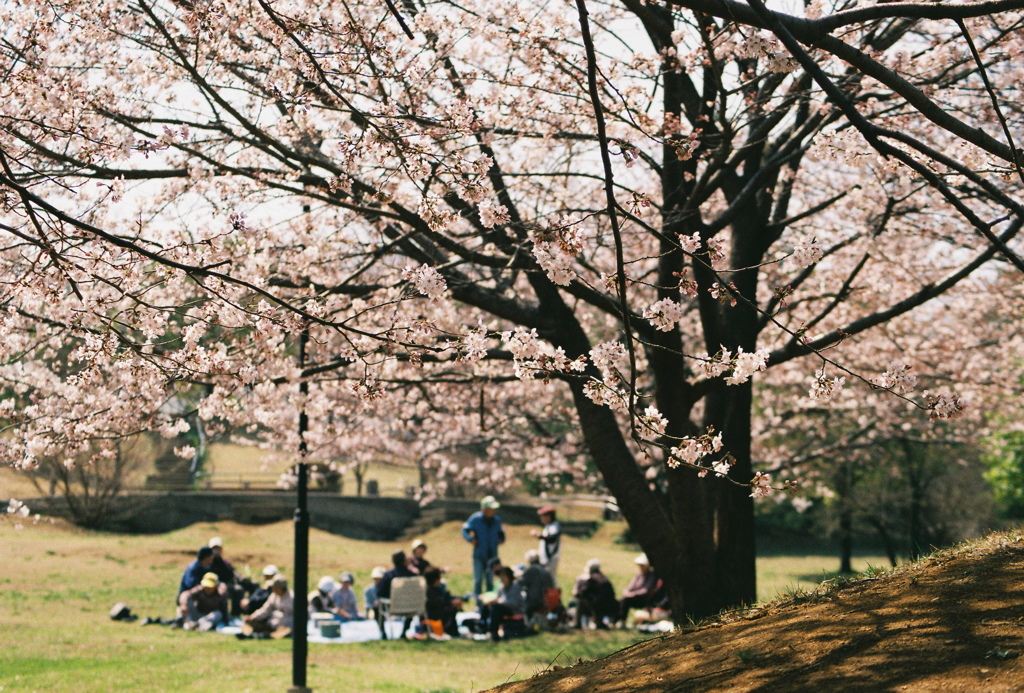 桜の下で