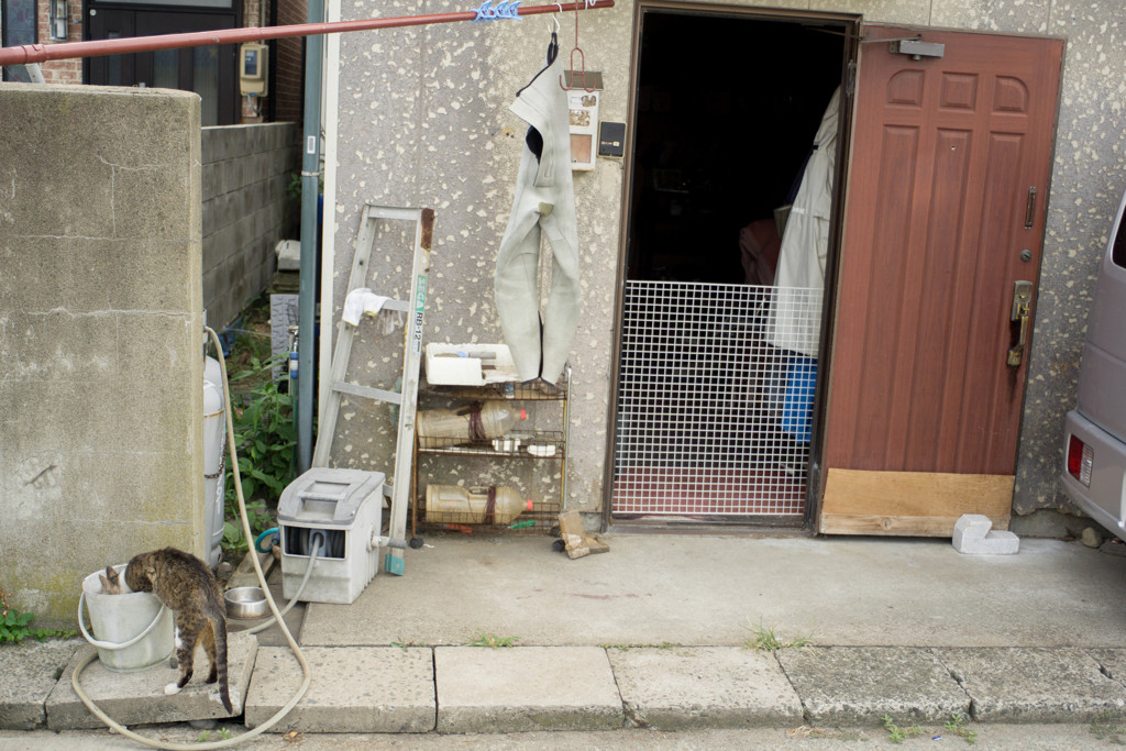 野良猫の飼い方