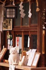 看板猫