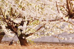 小鳥のお花見
