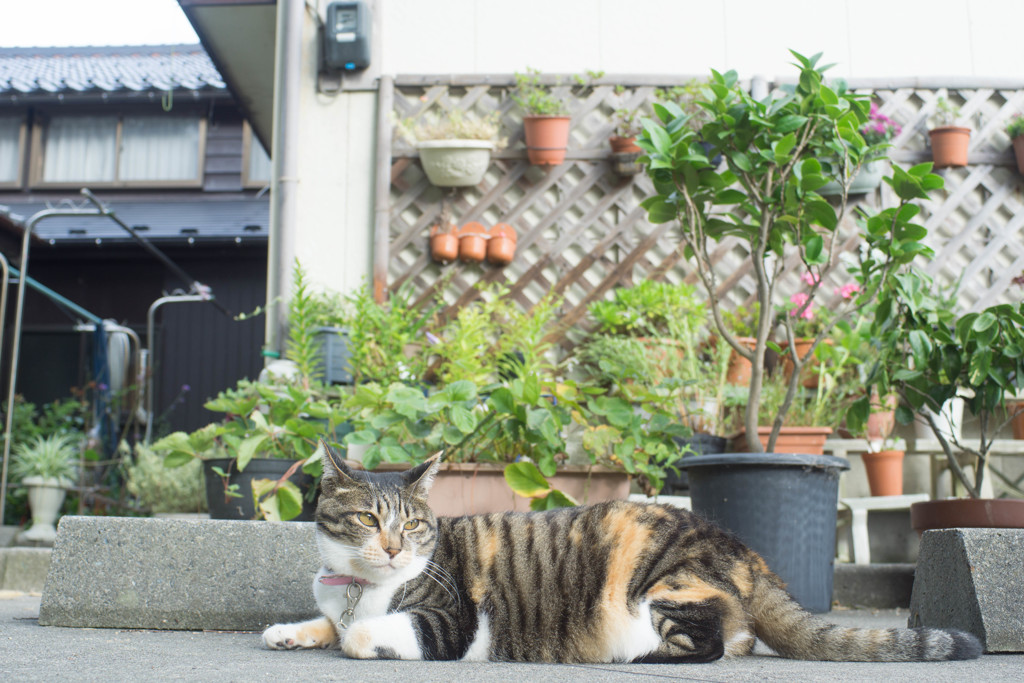 太ってにゃいし！