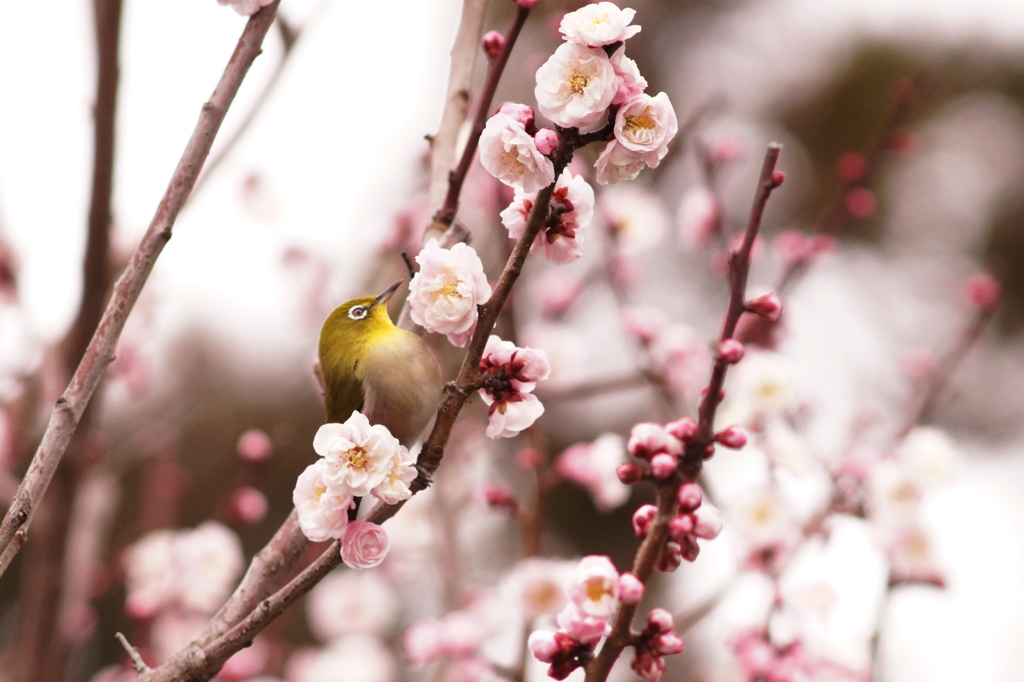 蜜に誘われて