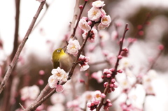 蜜に誘われて