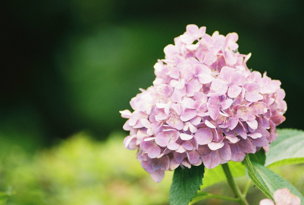 虹色の花びら