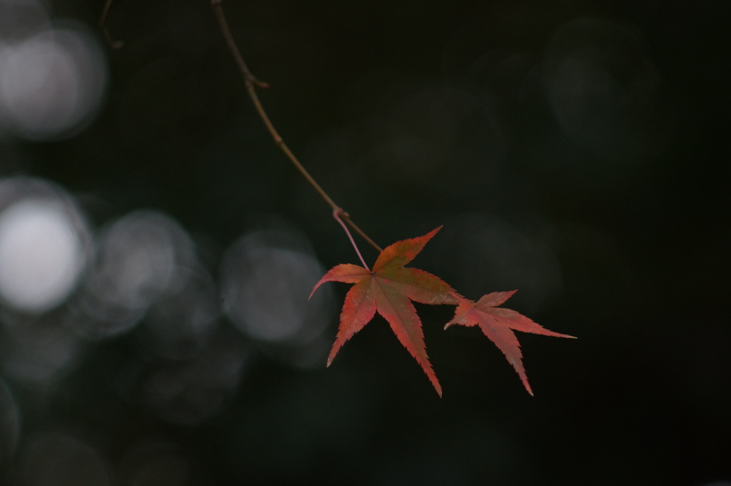 紅葉