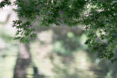 夏の兆し