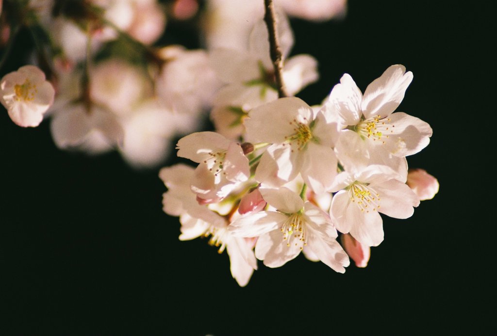 2015桜