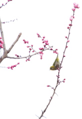 開花チェック