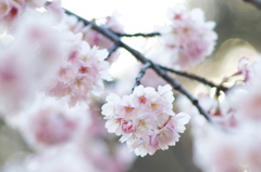 早桜