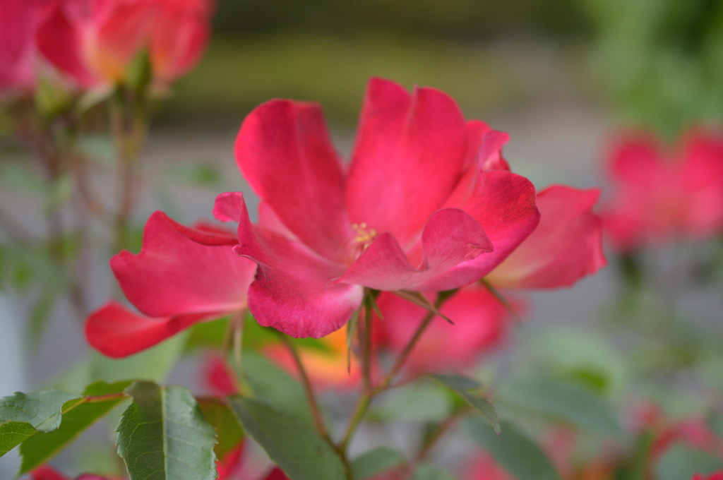 一重の薔薇