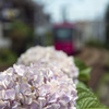 「都電」と「紫陽花」・・・その2