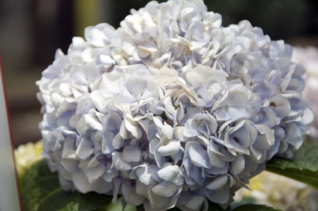 線路際の「紫陽花」