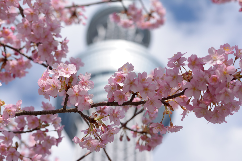 河津桜も・・・