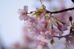 河津桜（3）