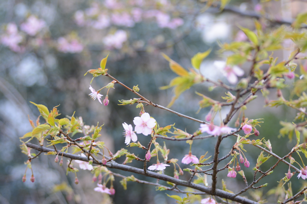 河津桜（2）