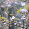 河津桜（2）