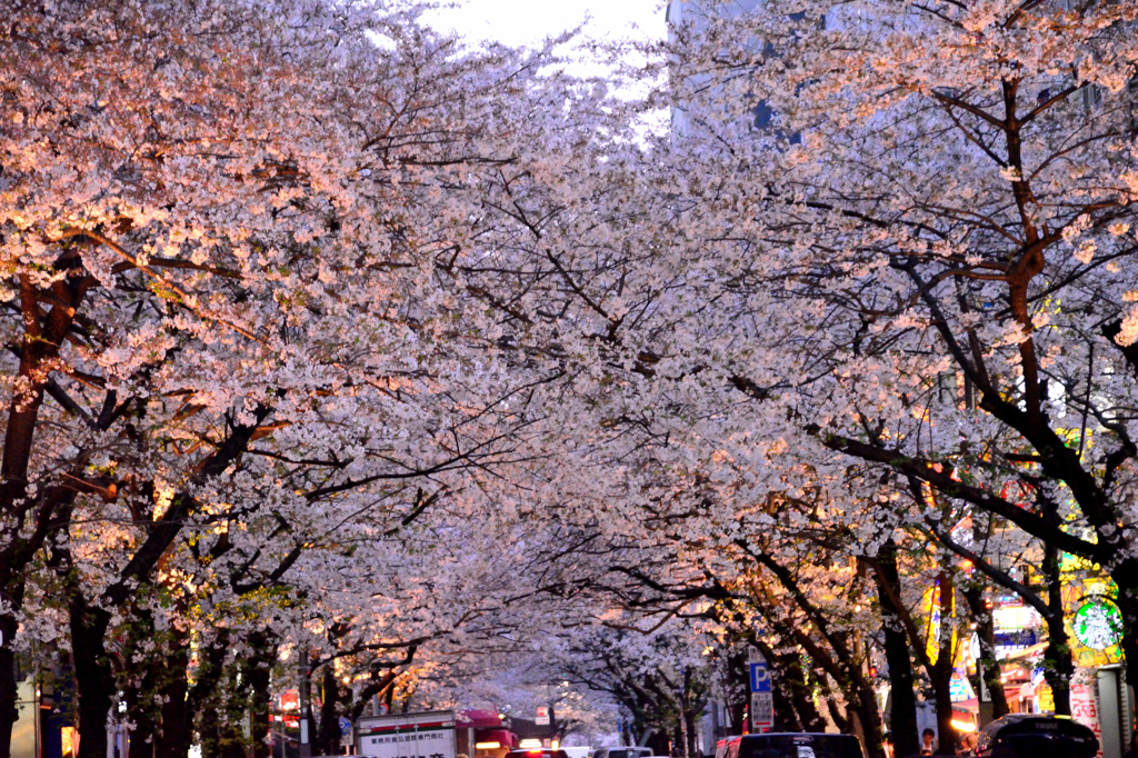 『桜』のトンネル。