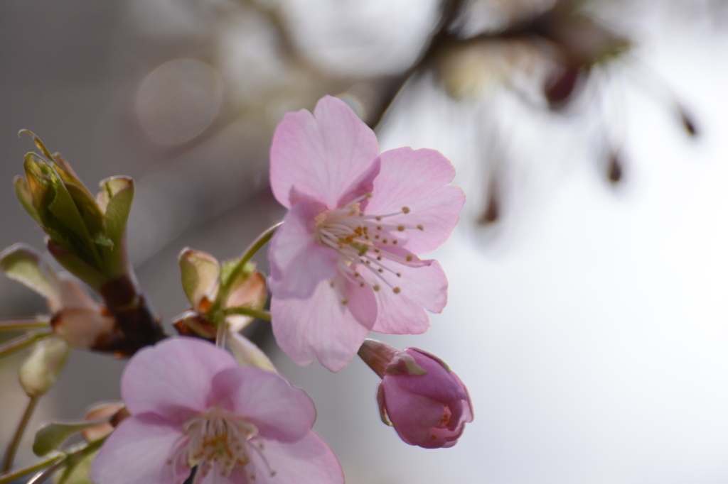 河津桜（4）