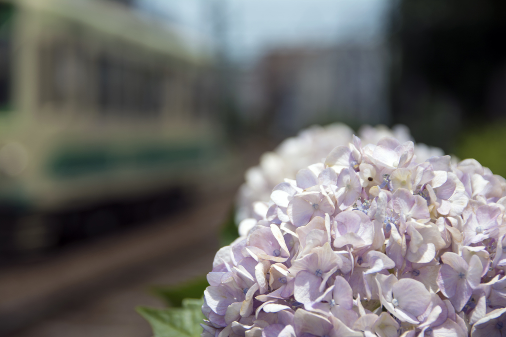 「都電」と「紫陽花」・・・その1