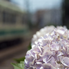 「都電」と「紫陽花」・・・その1