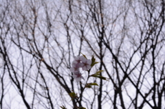 河津桜（1）