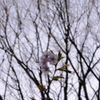 河津桜（1）