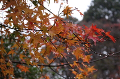 雨ともみじ