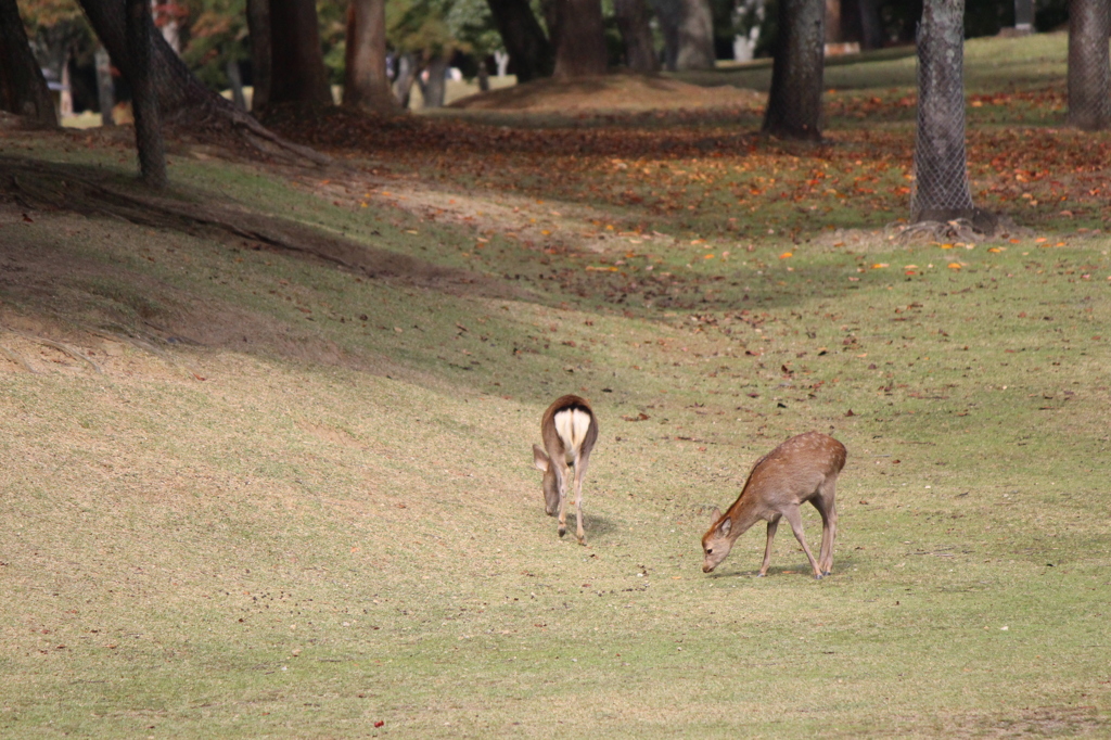 奈良公園