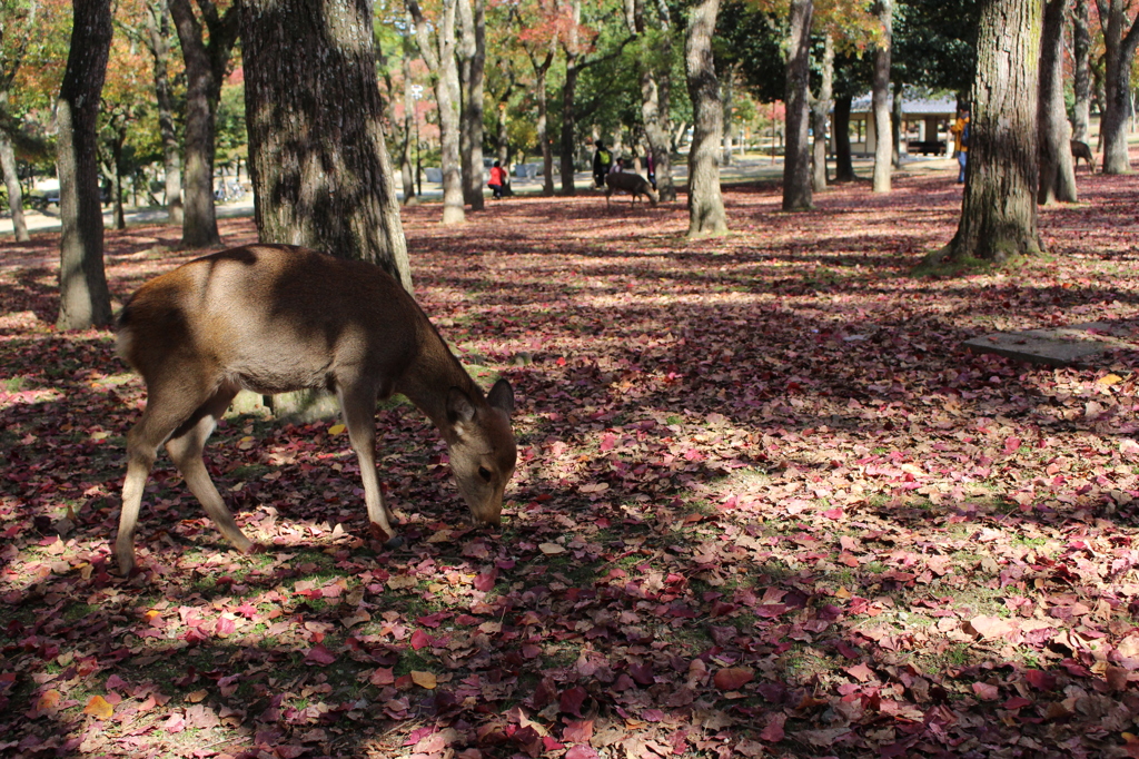 奈良公園